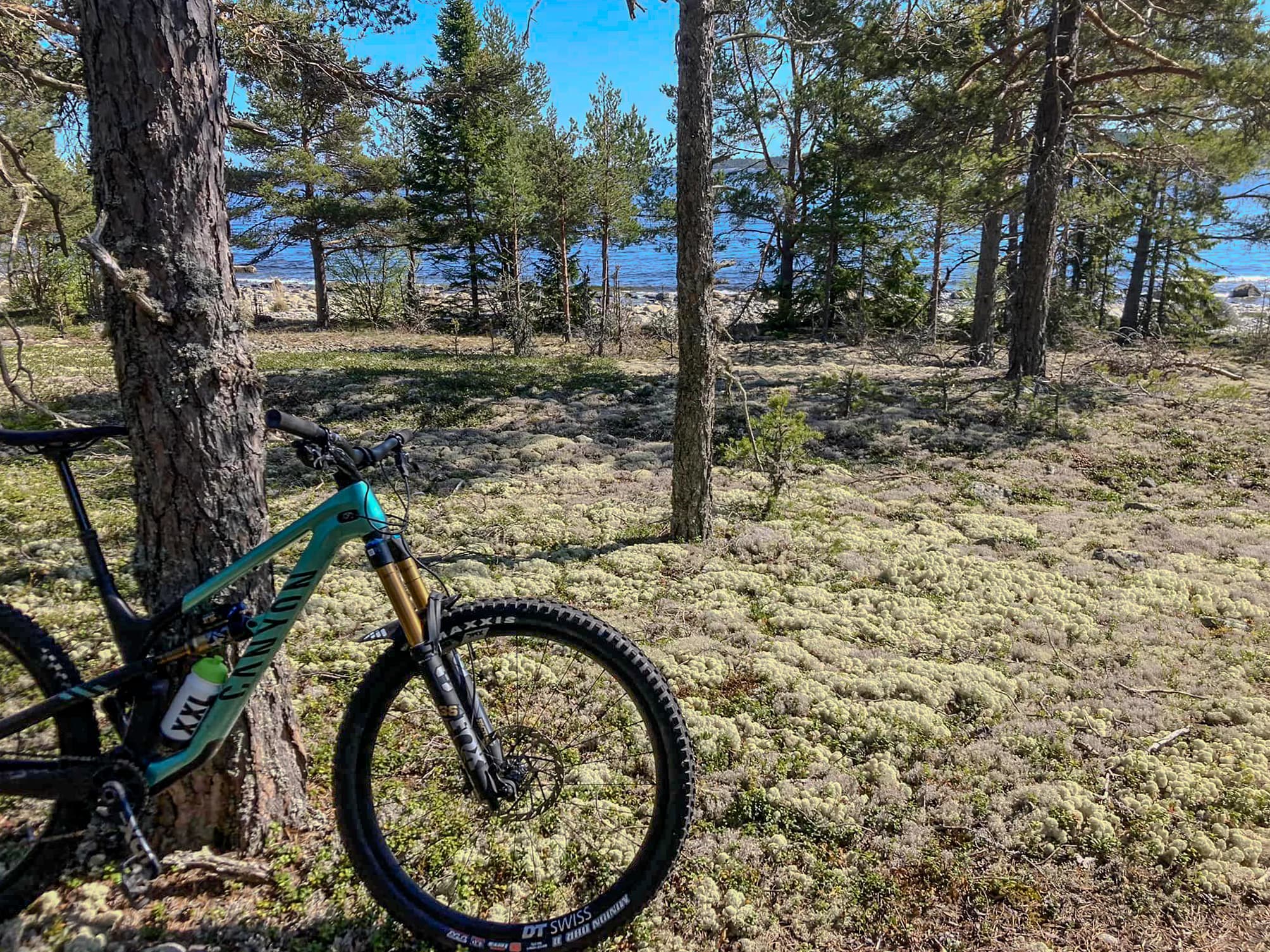 Cykel står mot ett träd vid havet utanför Härnösand